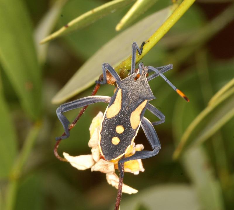 ZZ_ZZXYX_D3533_Z_90_Karinji NP_Australie.jpg